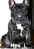Französische Bulldogge Hund