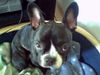 Französische Bulldogge Foto: hier ist April unser Hündin (french Bully) knapp 2 Jahre alt (ID 38597) Französische Bulldogge Hund