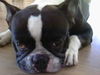 Französische Bulldogge Foto: yin-yang filou 4 Jahre (ID 38556) Französische Bulldogge Hund