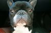Französische Bulldogge Hund