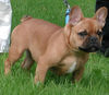 Französische Bulldogge Foto: Bärchen von Westerbroek (ID 44582) Französische Bulldogge Hund