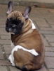 Französische Bulldogge Foto: Belmondo \ (ID 30938) Französische Bulldogge Hund