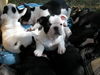 Französische Bulldogge Foto: Emma und ihre Geschwister (ID 42208) Französische Bulldogge Hund