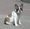 Französische Bulldogge Foto: Baddy von Westerbroek (ID 44581) Französische Bulldogge Hund