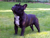 Französische Bulldogge Foto: Unser Balou (ID 26599) Französische Bulldogge Hund