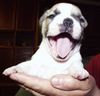 Französische Bulldogge Hund