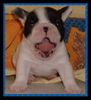 Französische Bulldogge Hund