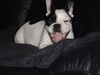 Französische Bulldogge Hund