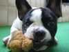 Französische Bulldogge Hund