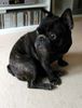 Französische Bulldogge Hund