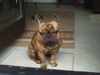 Französische Bulldogge Foto: mein goldstückle E.T. (ID 43259) Französische Bulldogge Hund