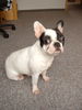 Französische Bulldogge Foto: Ich liebe es vor der Kamera zu stehen! (ID 34292) Französische Bulldogge Hund