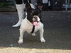 Französische Bulldogge Foto: MEIN LIEbLING! HRA-TOPDOG (ID 43017) Französische Bulldogge Hund