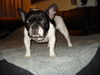 Französische Bulldogge Foto: ;) (ID 43322) Französische Bulldogge Hund