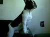 Französische Bulldogge Hund