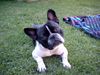 Französische Bulldogge Hund