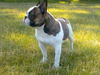 Französische Bulldogge Foto (ID 42395) Französische Bulldogge Hund