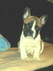 Französische Bulldogge Foto: Chester mit 2 Monaten (ID 42202) Französische Bulldogge Hund