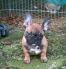 Französische Bulldogge Foto: Luna mit 3 Monaten (ID 42200) Französische Bulldogge Hund