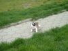 Französische Bulldogge Hund