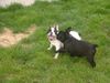 Französische Bulldogge Hund
