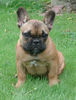 Französische Bulldogge Foto: Bo von Westerbroek (ID 44584) Französische Bulldogge Hund