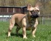 Französische Bulldogge Hund