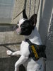 Französische Bulldogge Foto: paula hat das meer entdeckt (ID 41901) Französische Bulldogge Hund