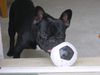 Französische Bulldogge Hund