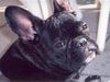 Französische Bulldogge Hund