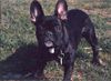 Französische Bulldogge Hund