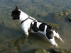 Französische Bulldogge Foto: Bully an der Donau (ID 26446) Französische Bulldogge Hund