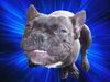 Französische Bulldogge Foto: ihr seid alle soooo häßlich........ (ID 20932) Französische Bulldogge Hund