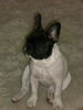 Französische Bulldogge Foto: Mein süßer Schatz...... (ID 36298) Französische Bulldogge Hund
