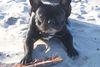 Französische Bulldogge Foto: und es war sommer..... (ID 29562) Französische Bulldogge Hund