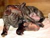 Französische Bulldogge Hund