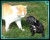 Französische Bulldogge Hund