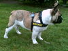 Französische Bulldogge Foto: Unser Rüde Chester mit 7 Monaten (ID 42188) Französische Bulldogge Hund