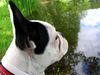 Französische Bulldogge Foto: Kontemplation (ID 22787) Französische Bulldogge Hund