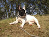 Französische Bulldogge Hund