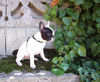 Französische Bulldogge Hund