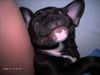 Französische Bulldogge Hund