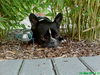 Französische Bulldogge Foto: schöne Augen machen? (ID 45458) Französische Bulldogge Hund