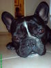 Französische Bulldogge Foto: Molly entspannt (ID 45457) Französische Bulldogge Hund