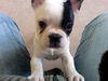Französische Bulldogge Foto: guck nich so !! (ID 29408) Französische Bulldogge Hund