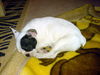 Französische Bulldogge Foto: ich muss auch schlafen (ID 29409) Französische Bulldogge Hund