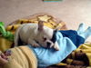 Französische Bulldogge Foto: kuscheln mit erik (ID 29411) Französische Bulldogge Hund