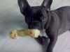 Französische Bulldogge Foto: Kyra =) meine süüße !! (ID 40928) Französische Bulldogge Hund