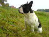 Französische Bulldogge Foto: ...das ist mein Tyson... (ID 35081) Französische Bulldogge Hund