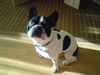 Französische Bulldogge Foto: mein rocky :) (ID 43593) Französische Bulldogge Hund